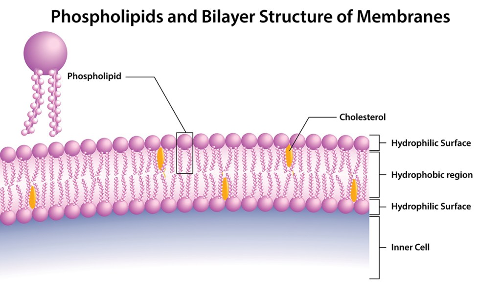 Illustration of phospholipids like sunflower lecithin creating cell membrane