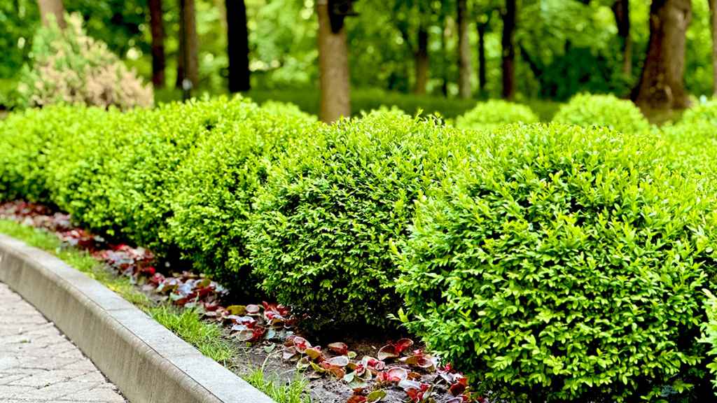 Boxwoods repel deer