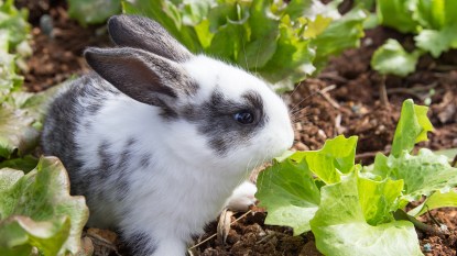 Rabbit eating plants in a garden without a fence