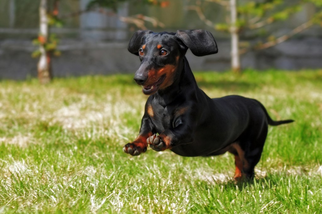 dachshund hound dog playing in the grass
