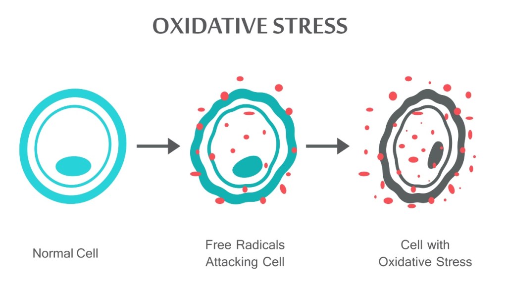 Process of oxidative stress due to free radicals