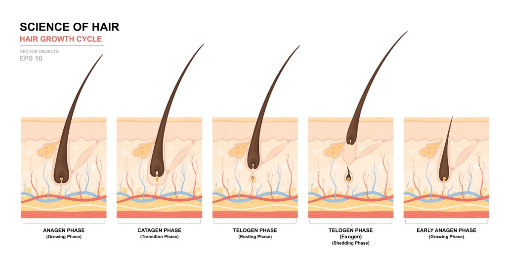 Phases of hair growth