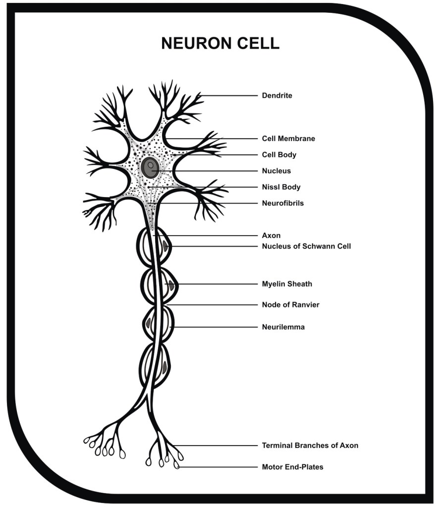 Sinir hücresi çizimi