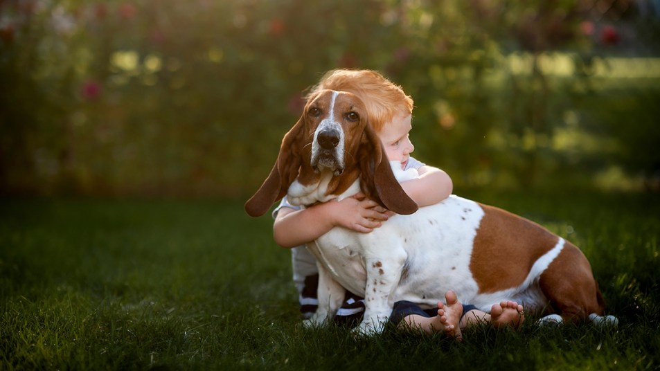 Basset hound being hugged by a young boy