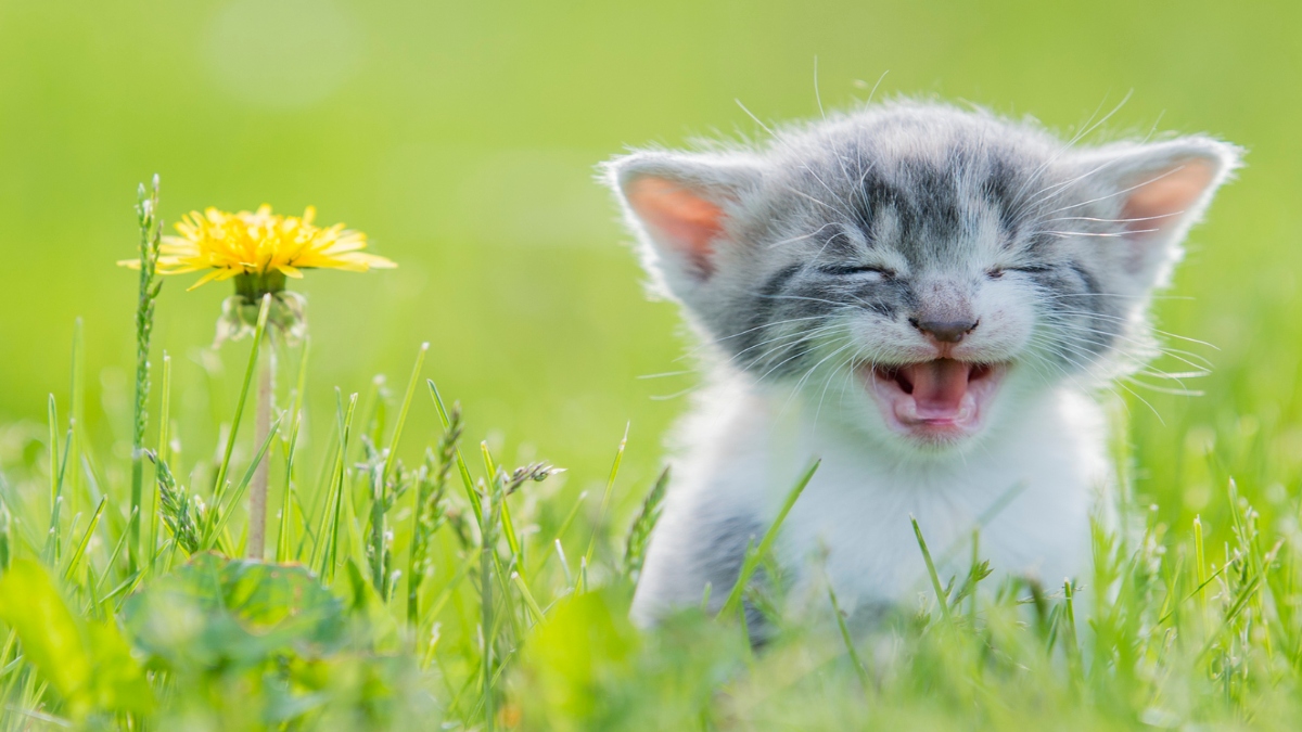 Funny Cat Videos 40 Short Clips That Will Make You Giggle Woman s World Funny Cat Videos 40 Short Clips That Will Make You Giggle Woman s World