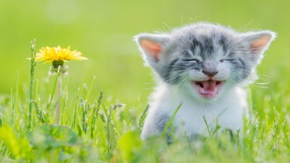 A kitten lays in a field laughing at funny cat vidoes