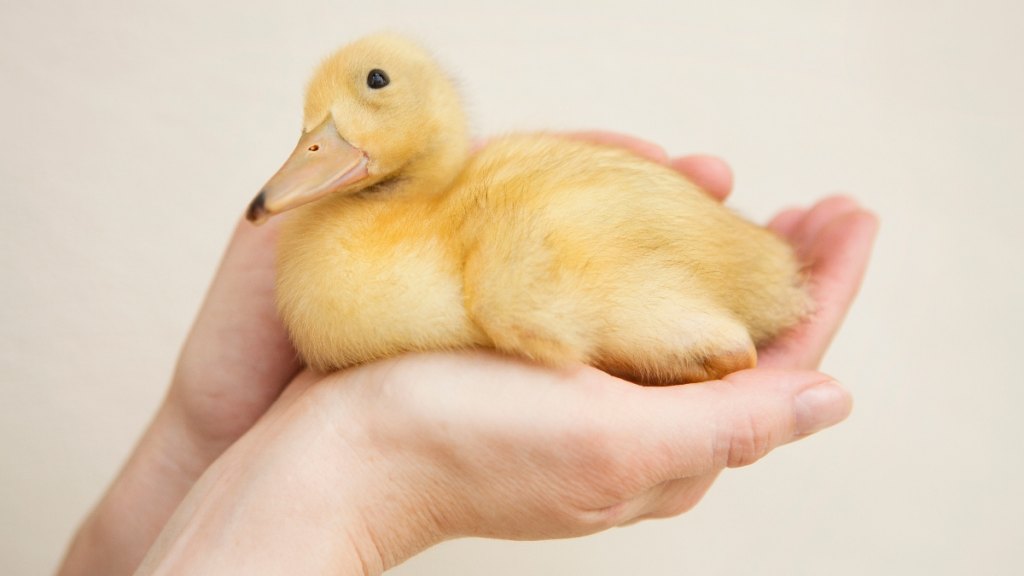 A cute duckling