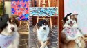 Artist dog