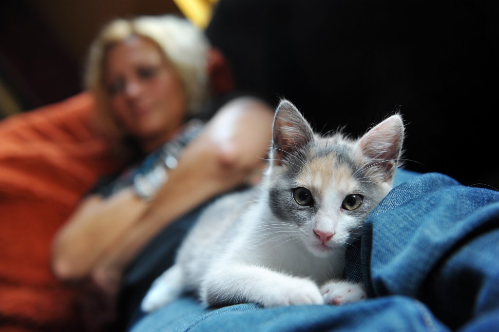 cat lying on woman's lap