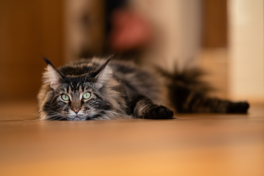 Maine coon cat lying on floor