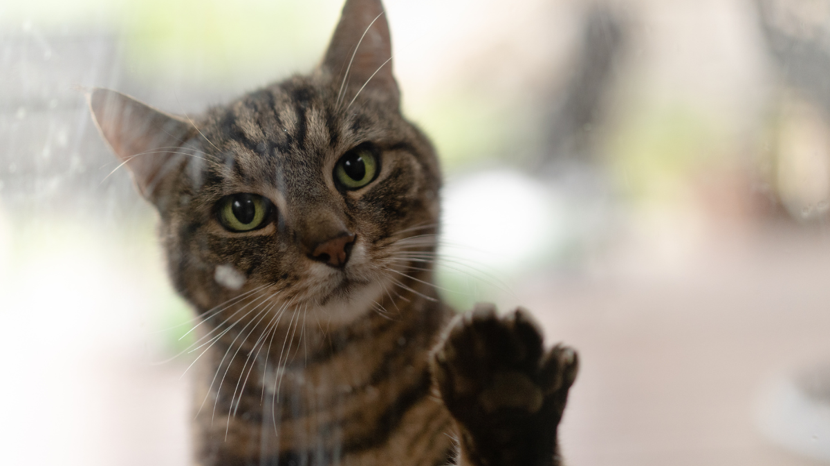 A tabby cat looking at camera and pawing at the window of a door