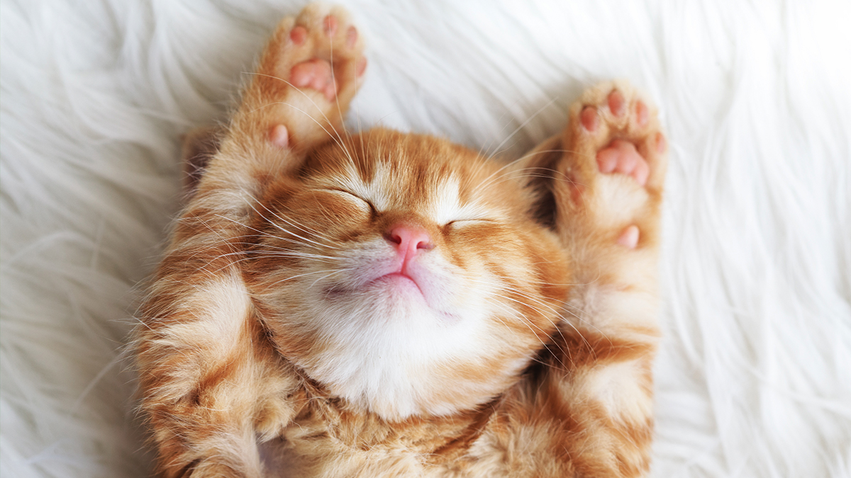 Cute Cats Offer Big Benefits for Your Mind and Body