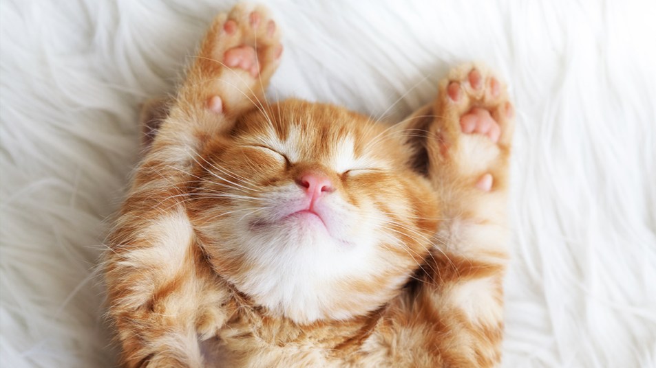 cute-cats.jpg