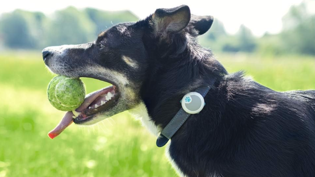 Sure Petcare Animo Dog Fitness Tracker