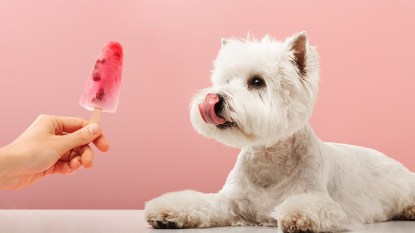 dog looking at a pupsicle