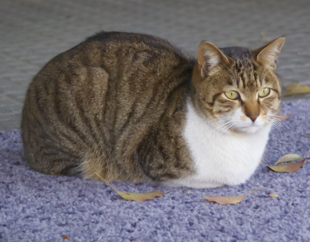 Cat in loaf position