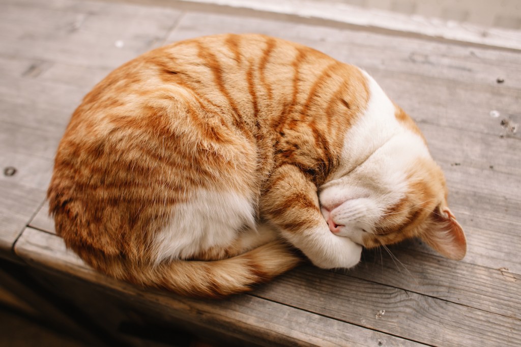 Curled up sleeping cat