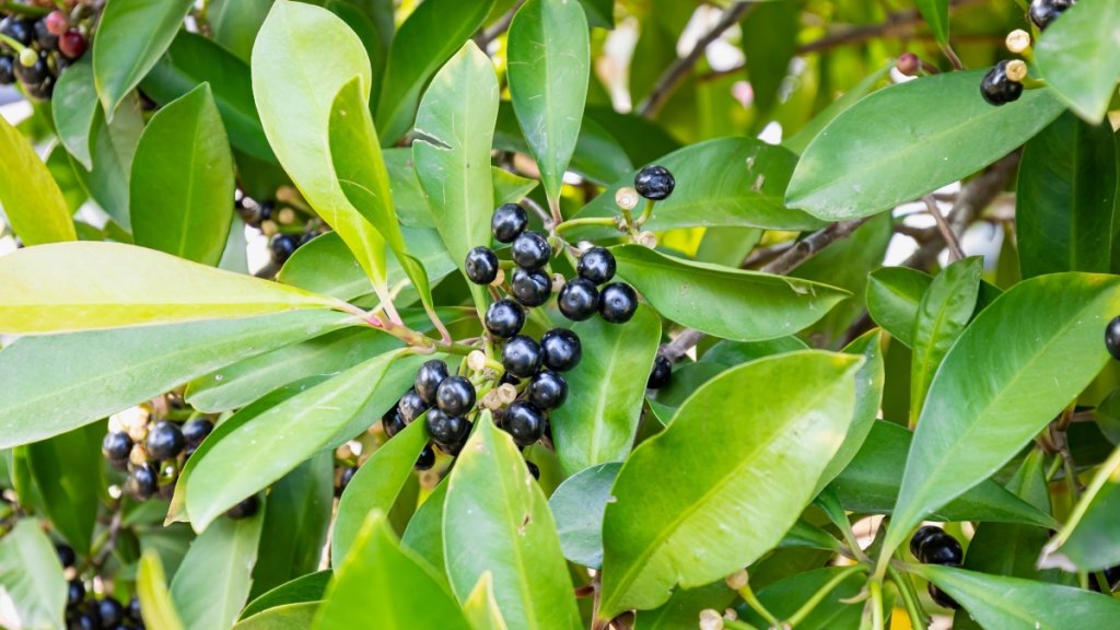 Maqui berry for behind-the-eye headaches
