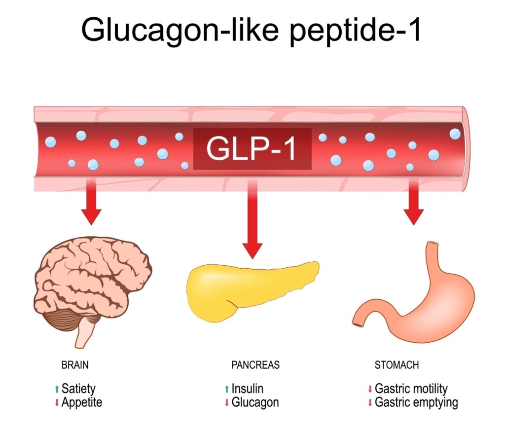 Illustration of how natural GLP-1 alternatives speed weight loss