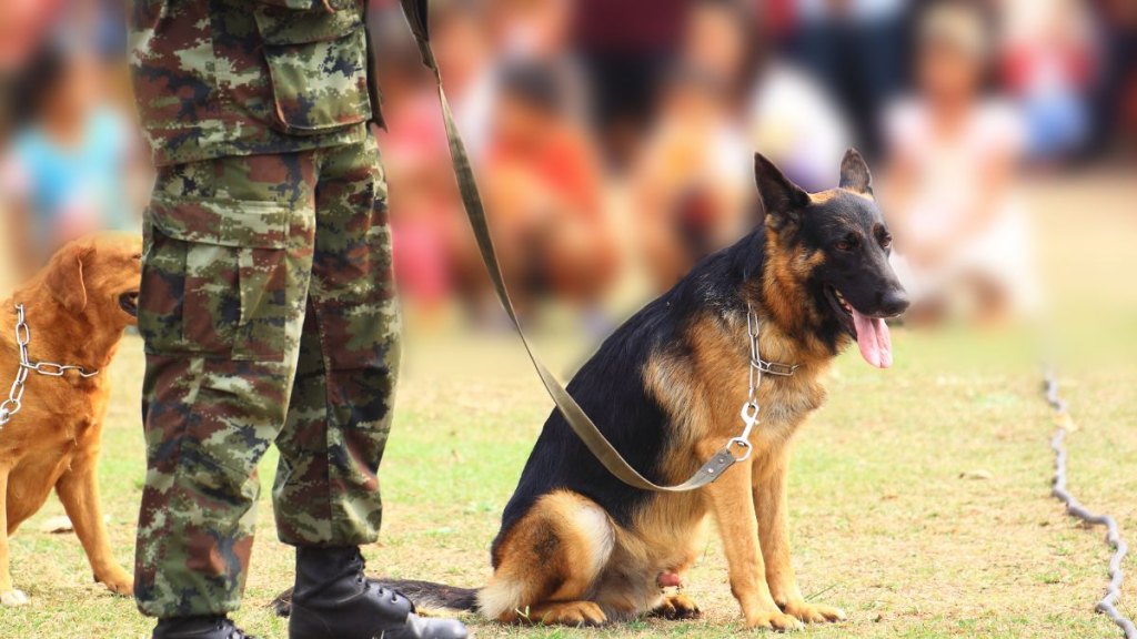 Dogs of War for check car bomb