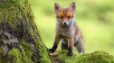 Cute fox