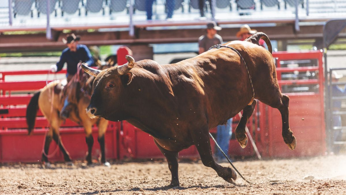 Rodeo bull with clown in the back