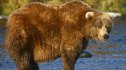 An Alaskan brown bear