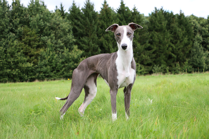 Grey and white whippet standing in a field