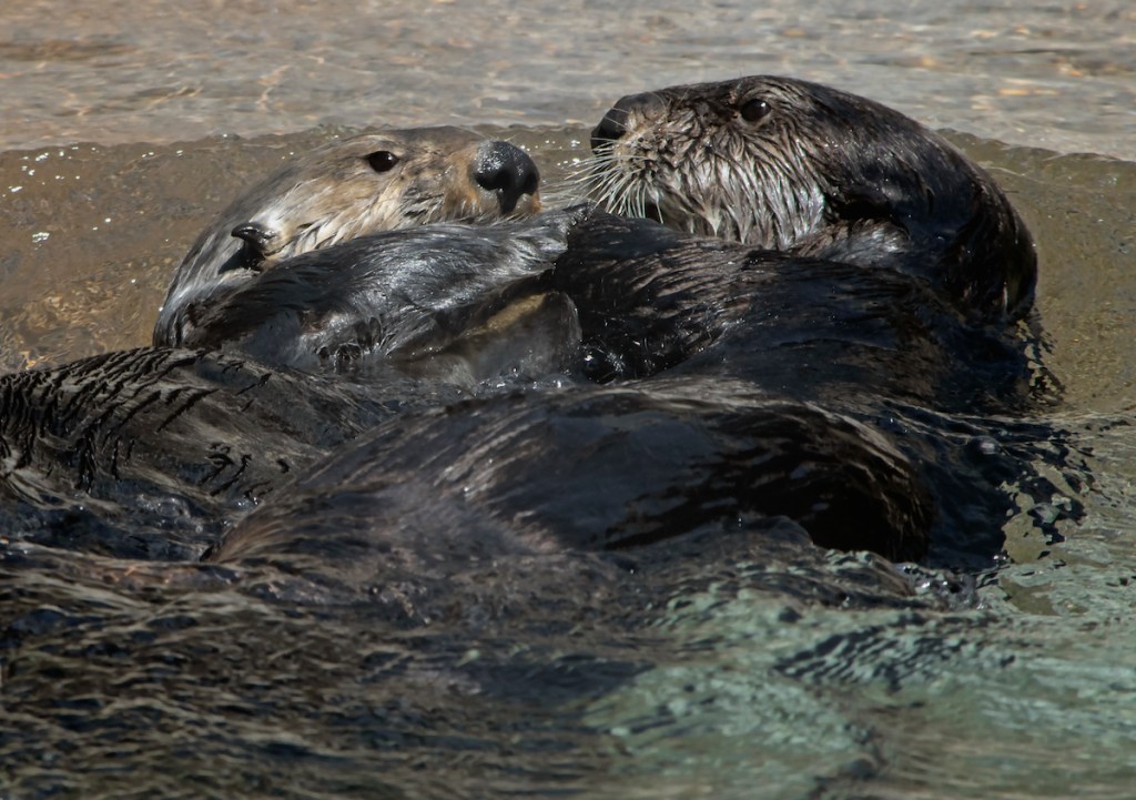 Two otters in shallow water facing each other and very close face to face with their paws linked together as if holding hands affectionately