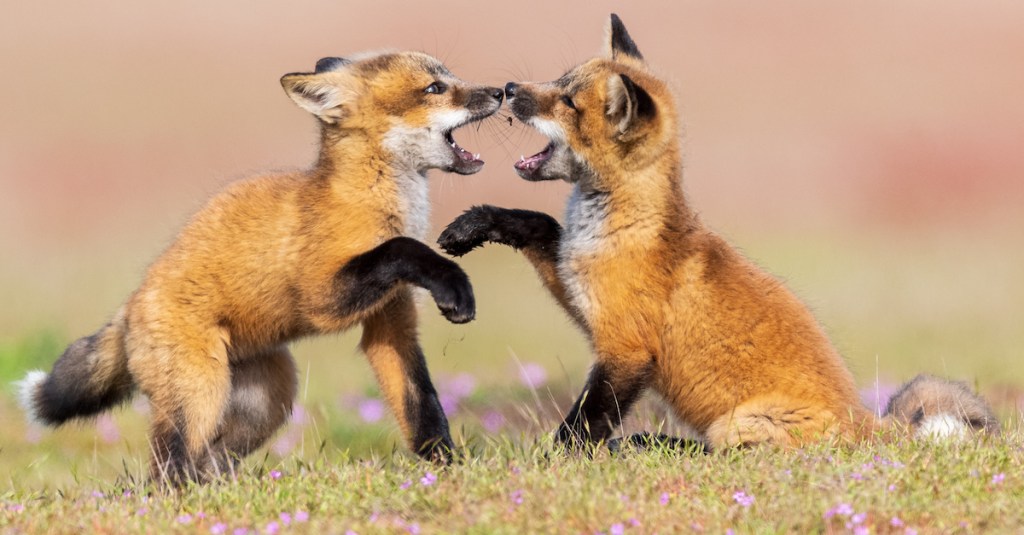 Two red fox (Vulpes vulpes) kits rubbing noses as they play. Washington State
