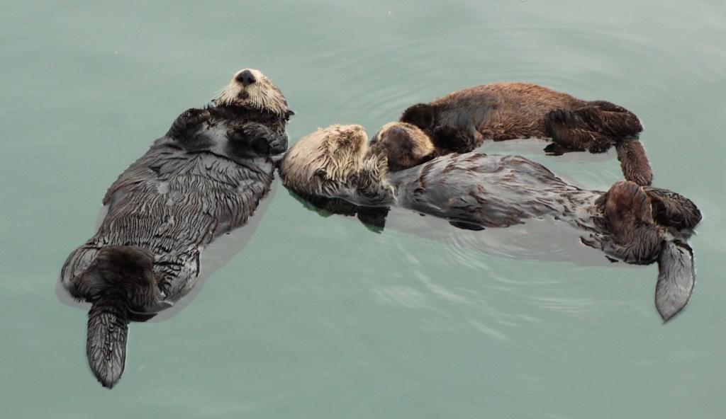 Sea otters floating