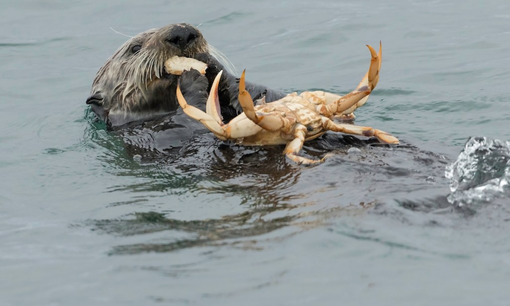 A southern sea otter eats a dungeness crab in Monterey Bay, California.