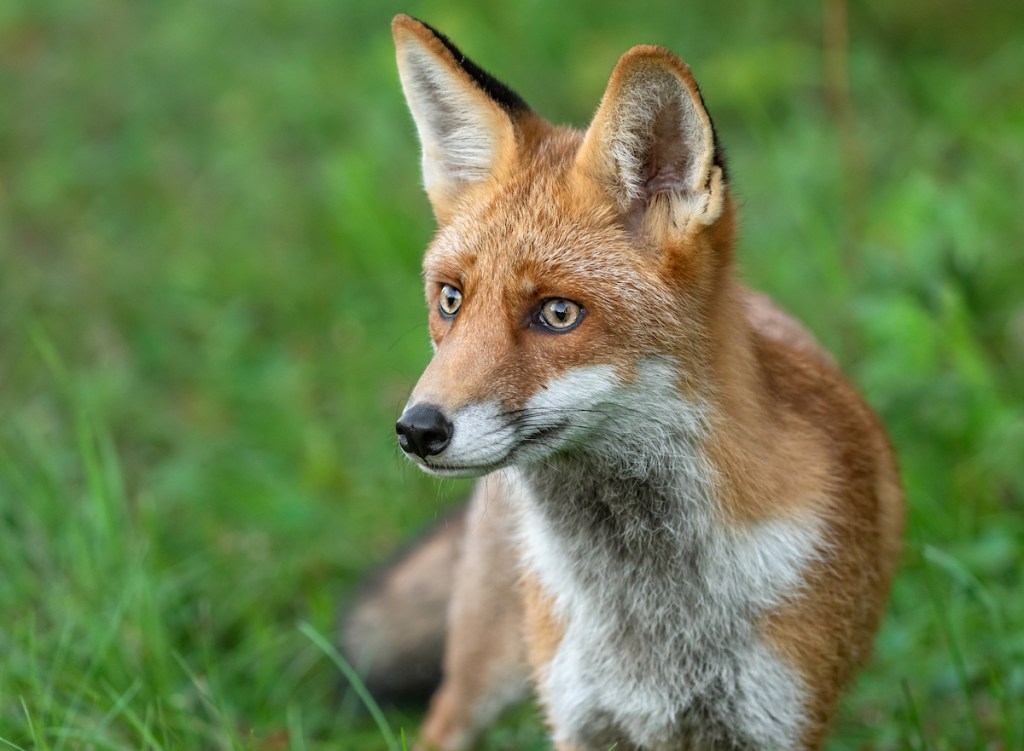 Close shot of a beautiful male red fox 