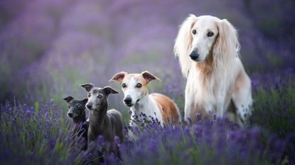 A ground of four long nose dogs arranged from smallest to largest in a lavender field