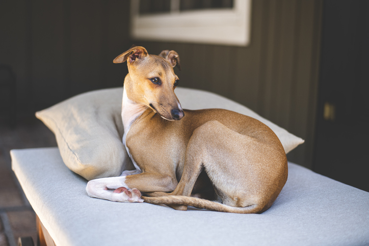 Light brown Italian greyhound curled up on a pillow