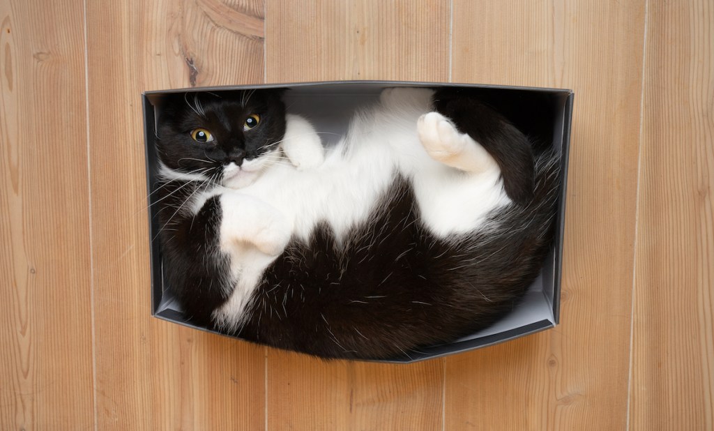 Tuxedo cat in a box