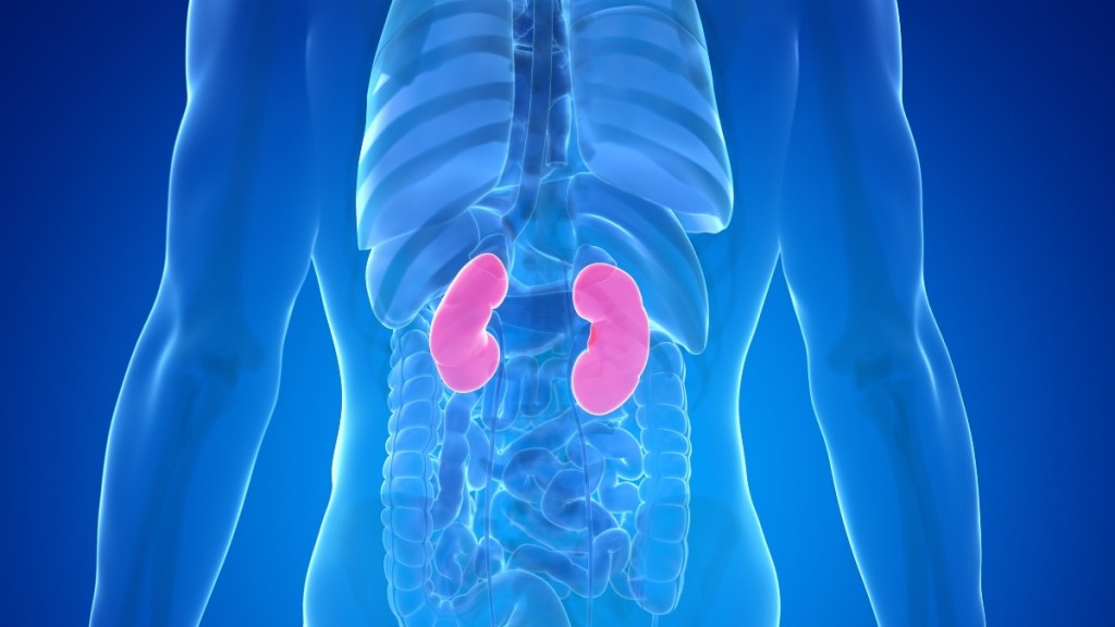 An illustration of kidneys in the body
