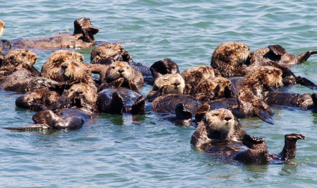 Group of sea otters rafting