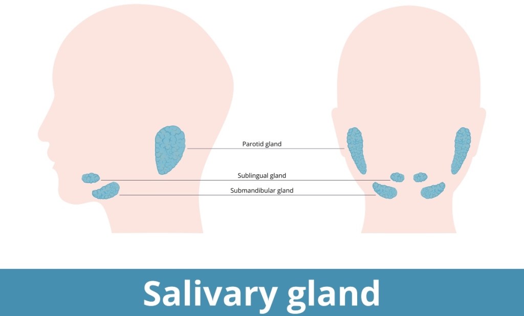 An illustration of salivary glands in the mouth