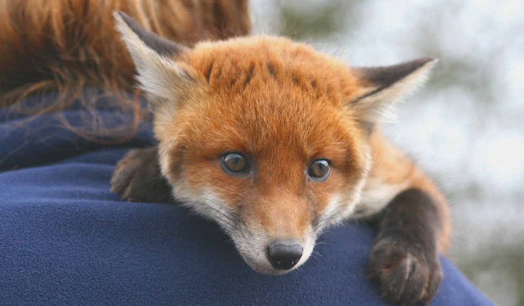 Red fox cub lying on man's shoulder
