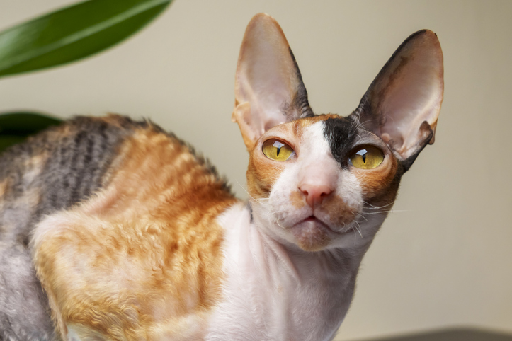 Closeup of a Tricolor Cornish Rex cat with yellow eyes. 