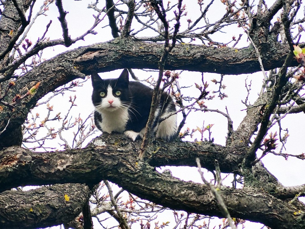 Tuxedo cat in a tree