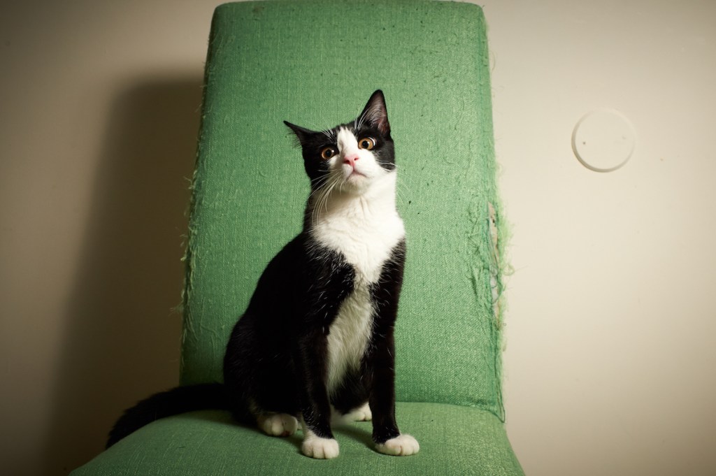 Tuxedo cat on worn-out green chair