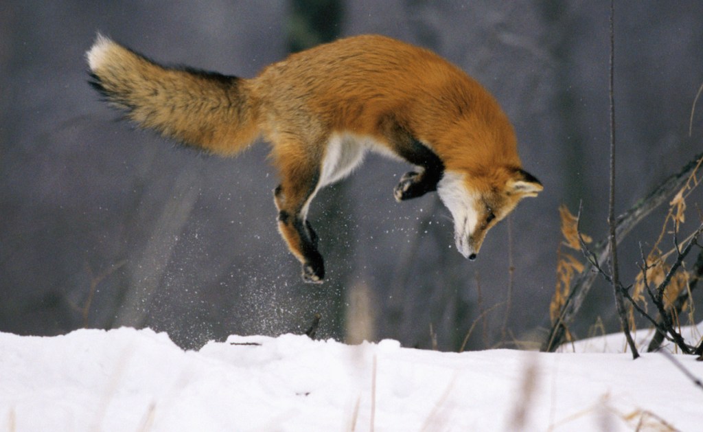 Fox jumping in snow