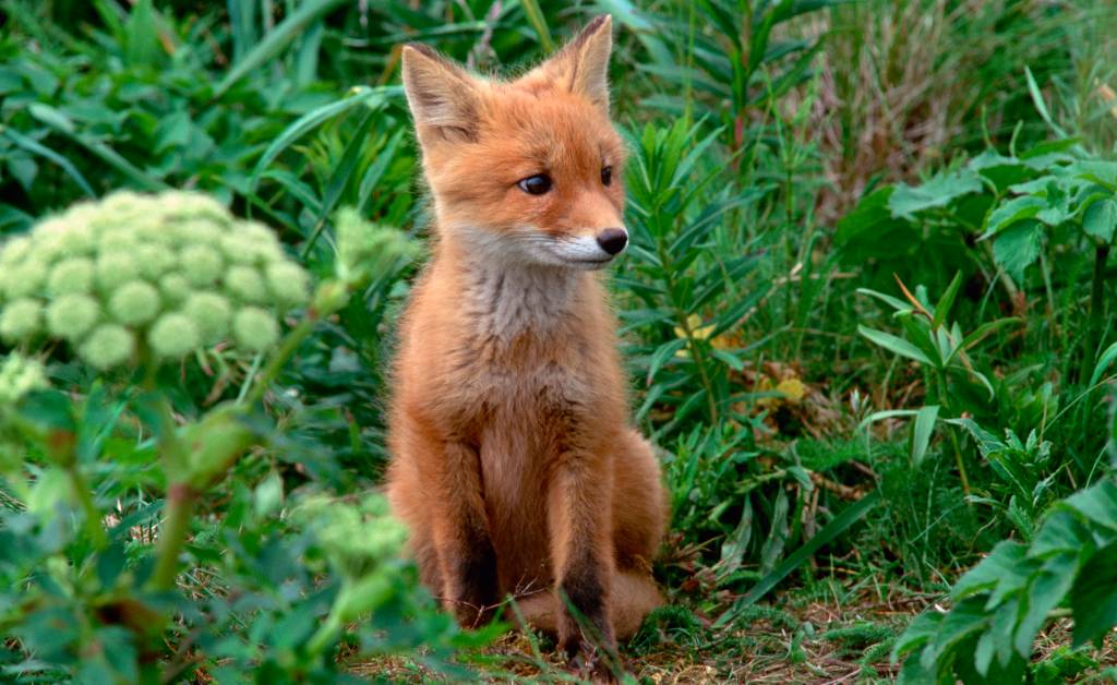 A red fox in the grass