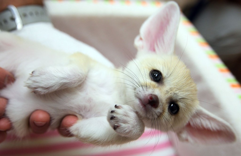 A baby Fennec fox