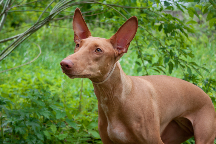 Brown Pharaoh hound in the woods