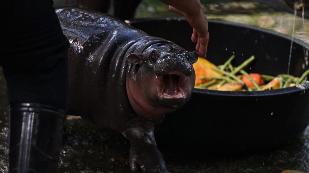 Moo Deng pygmy hippo