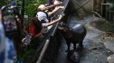People visiting moo deng in Thailand