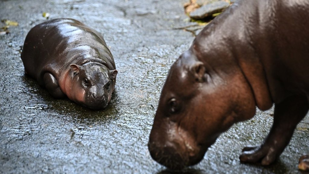 The pygmy hippo